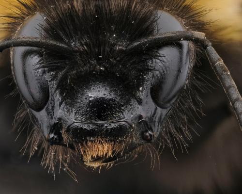 Bombus sp.